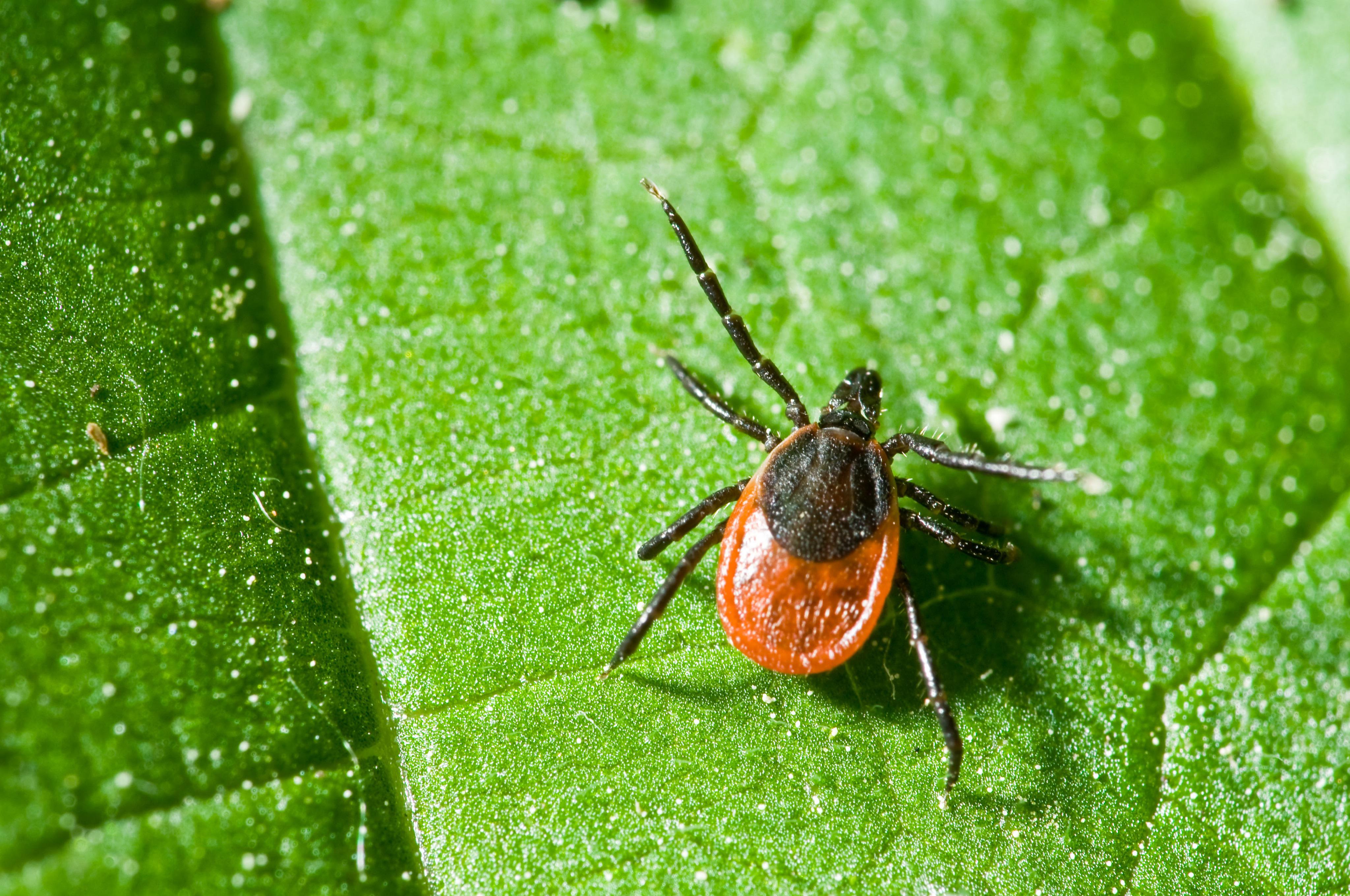 How Ticks Can Make You Sick