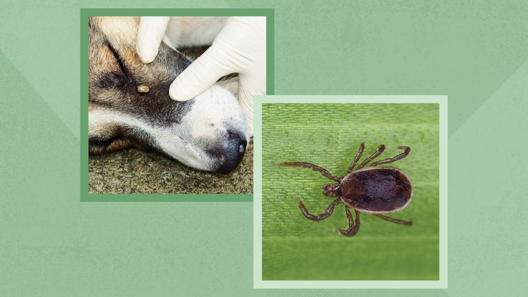 Brown dog tick