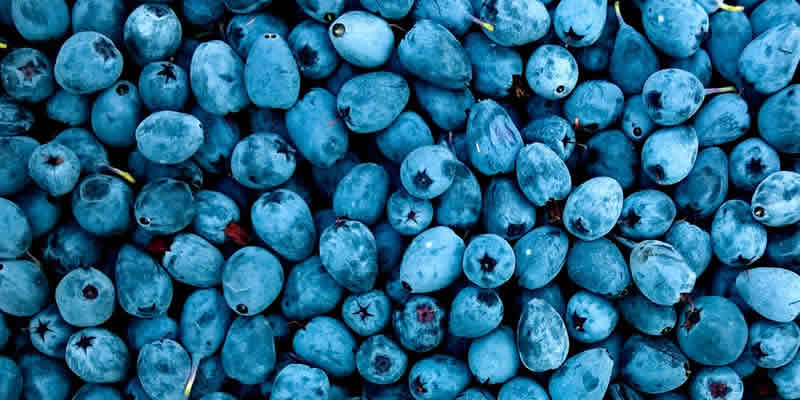 The Health Benefits and Risks of Eating Blueberries Every Day